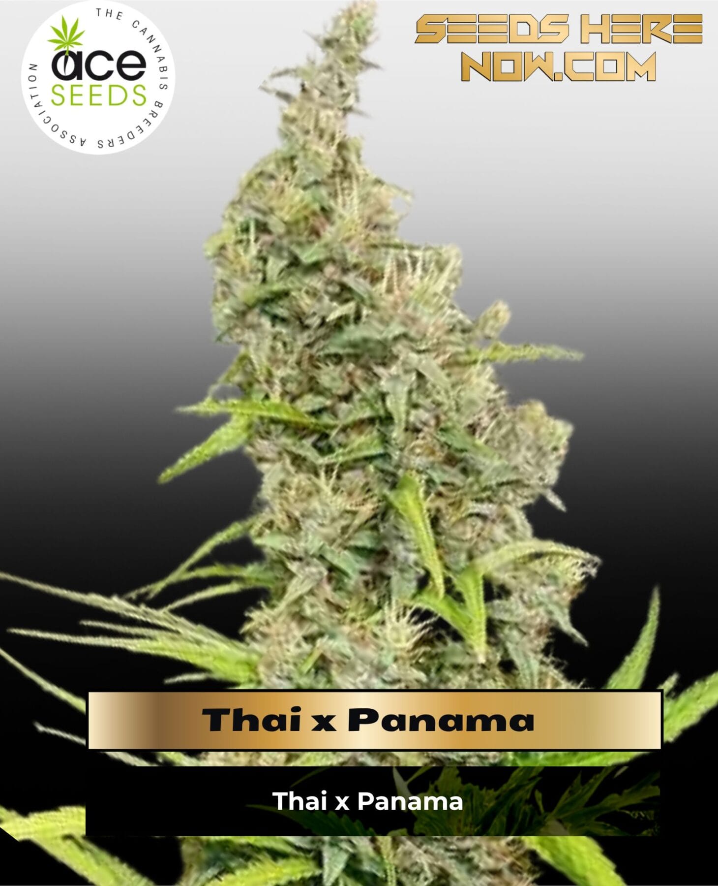 Thai x Panama (Regular) - Ace Seeds