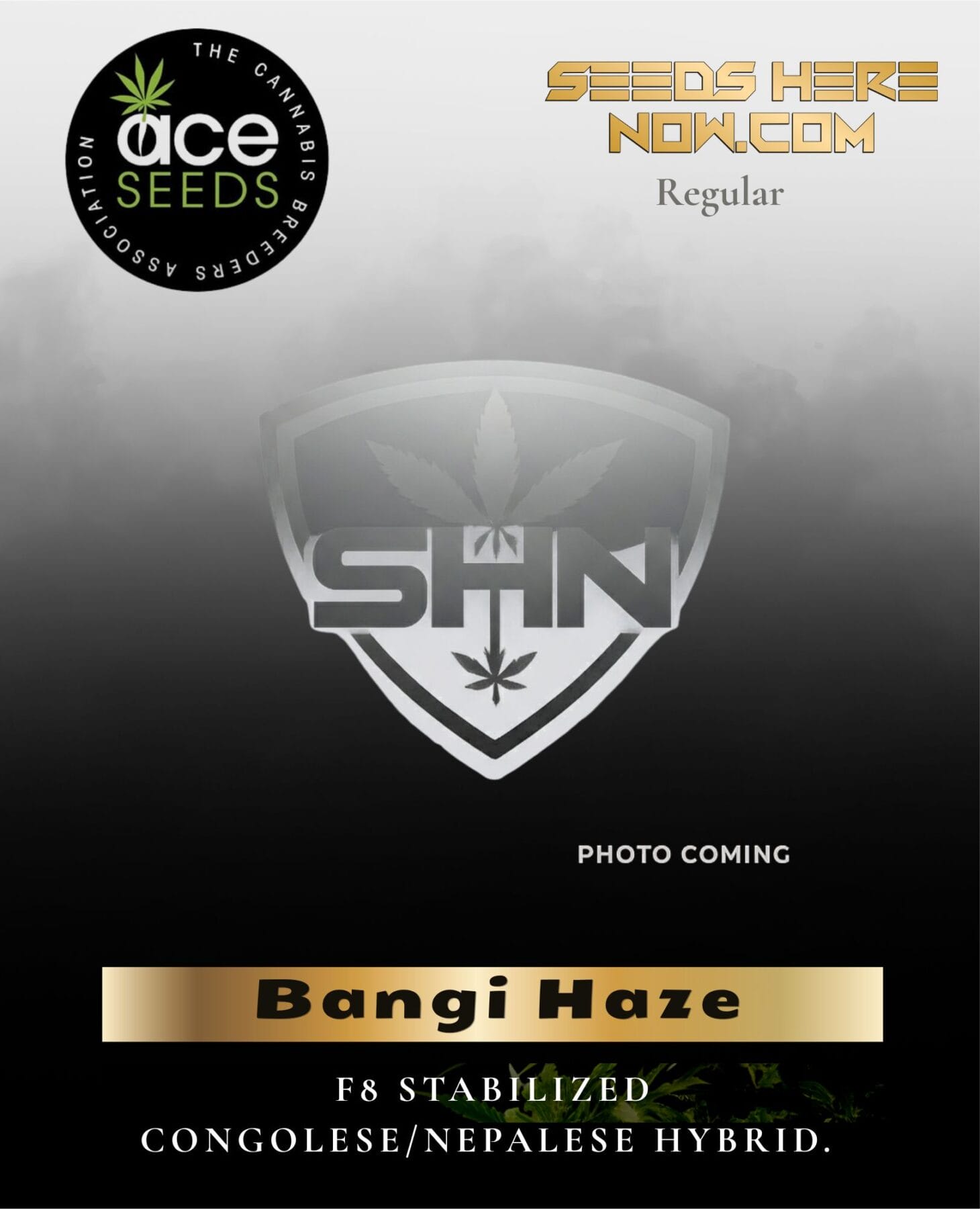 Bangi Haze (Regular) - Ace Seeds