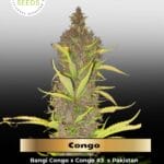 Congo (Feminized) - Ace Seeds