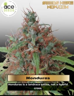 Honduras (Regular) (space) Ace Seeds