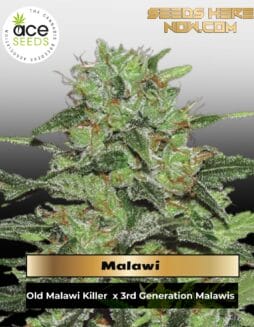 Malawi (Feminized) (space) Ace Seeds