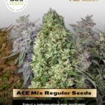 ACE Mix (Regular) - Ace Seeds