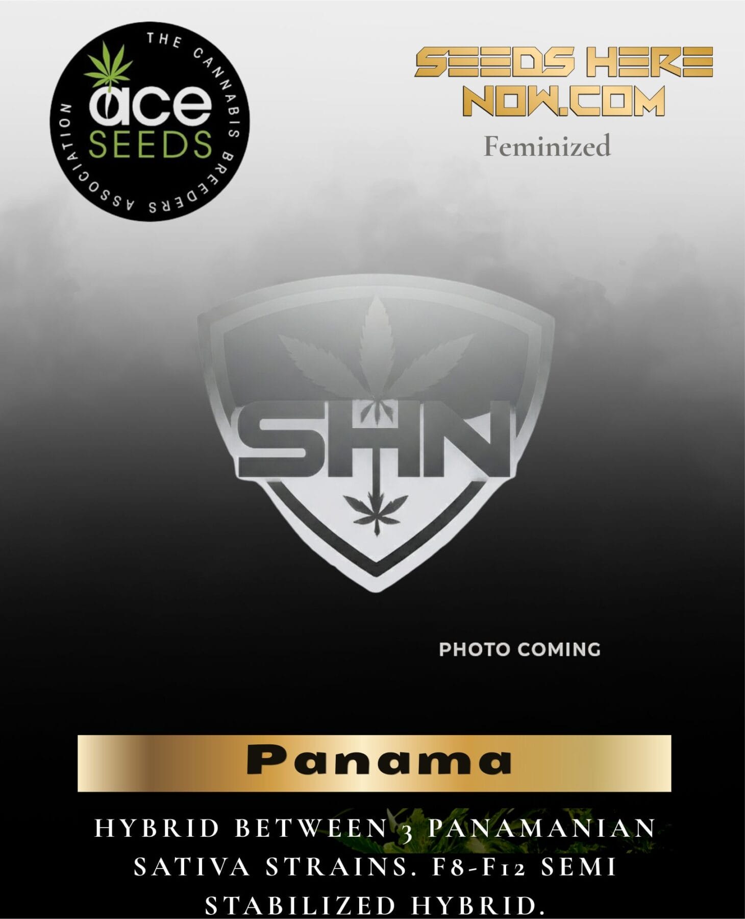 Panama (Feminized) - Ace Seeds