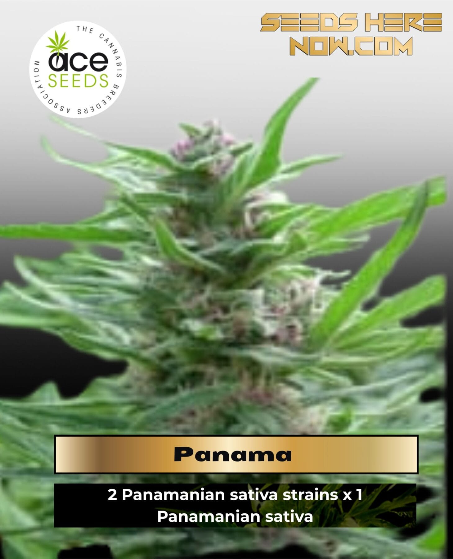 Panama (Regular) - Ace Seeds