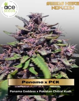 Panama x PCK (Feminized) (space) Ace Seeds