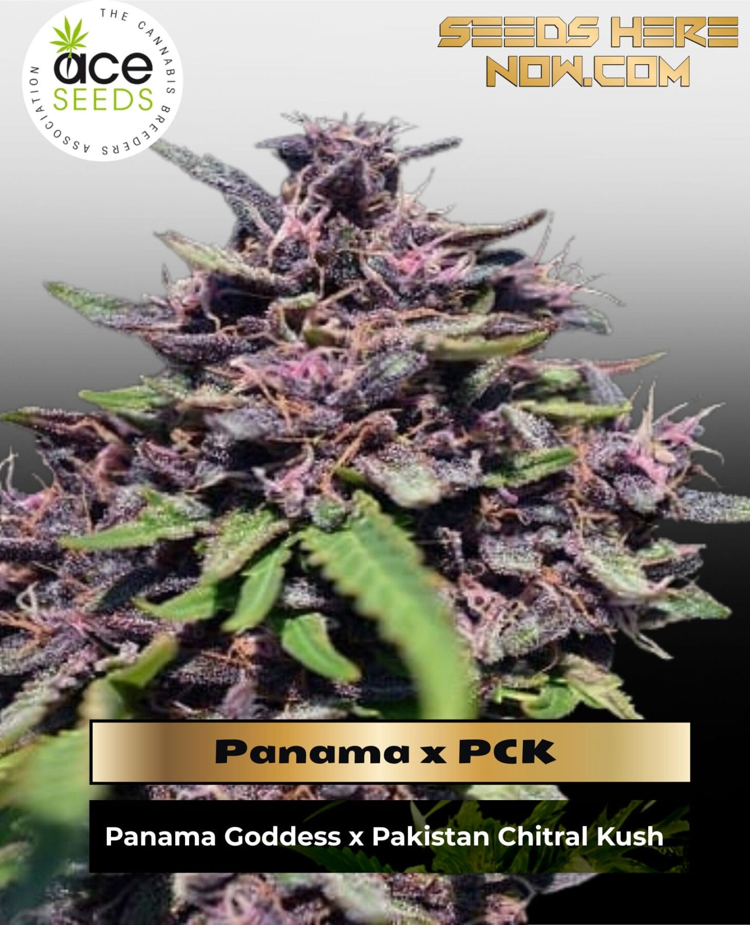Panama x PCK (Feminized) - Ace Seeds