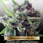 Zamaldelica Auto (Feminized) - Ace Seeds
