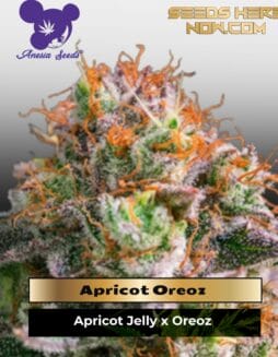 Apricot Oreoz (Feminized) (space) Anesia Seeds