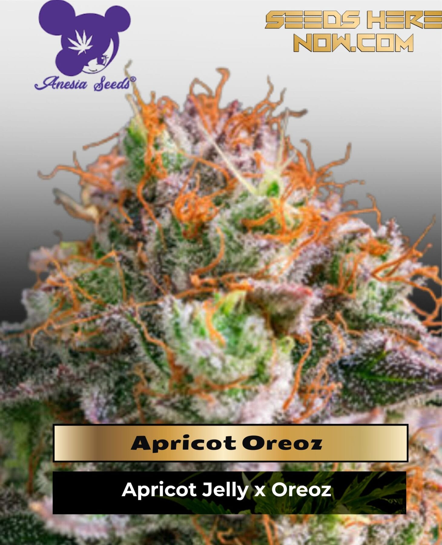 Apricot Oreoz (Feminized) - Anesia Seeds