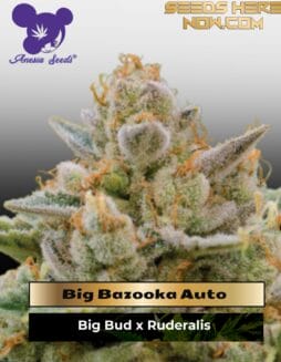 Big Bazooka Auto (Feminized) (space) Anesia Seeds