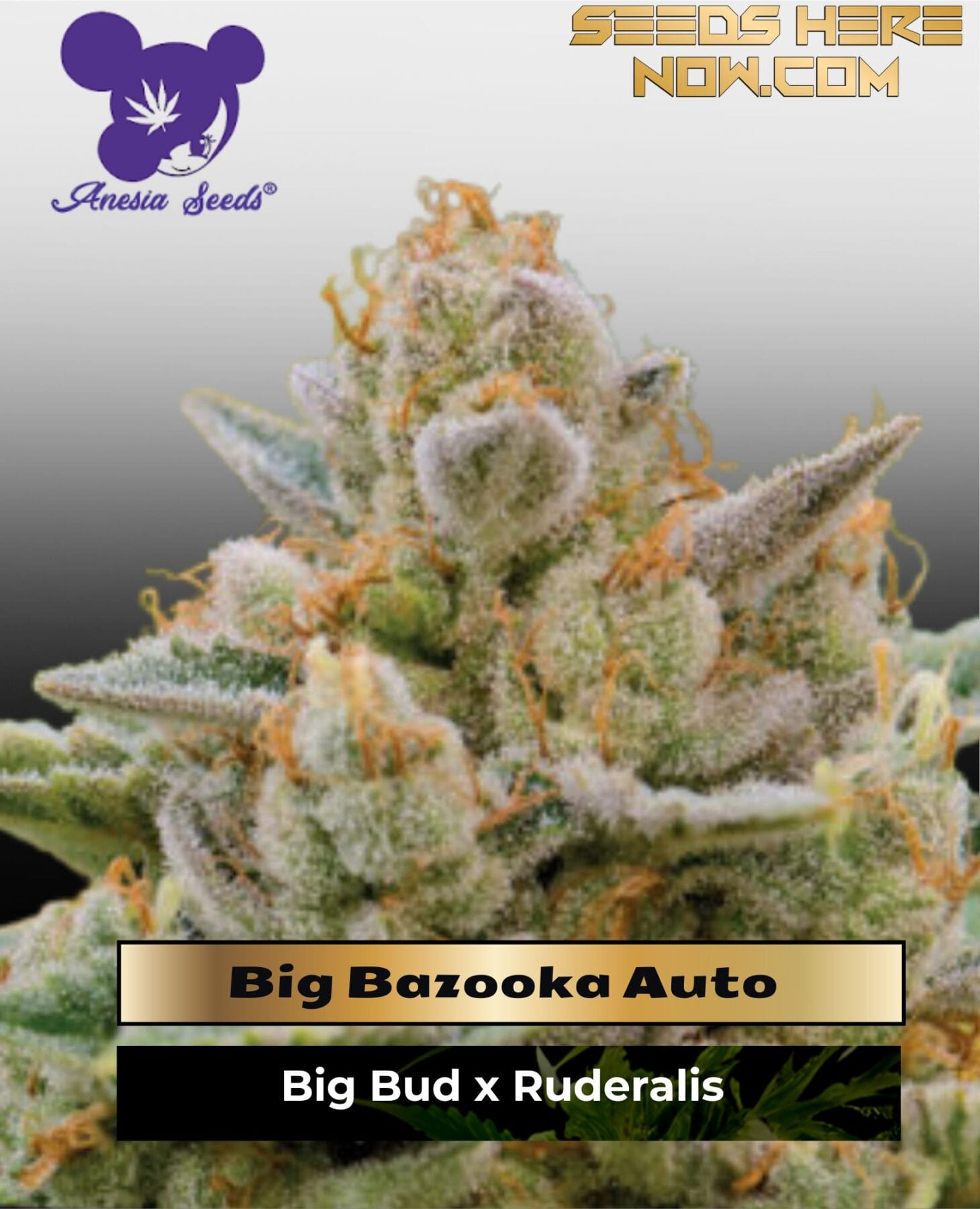 Big Bazooka Auto (Feminized) - Anesia Seeds