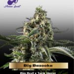 Big Bazooka (Feminized) - Anesia Seeds
