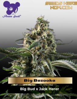 Big Bazooka (Feminized) (space) Anesia Seeds