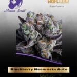 Blackberry Moonrocks Auto (Feminized) - Anesia Seeds