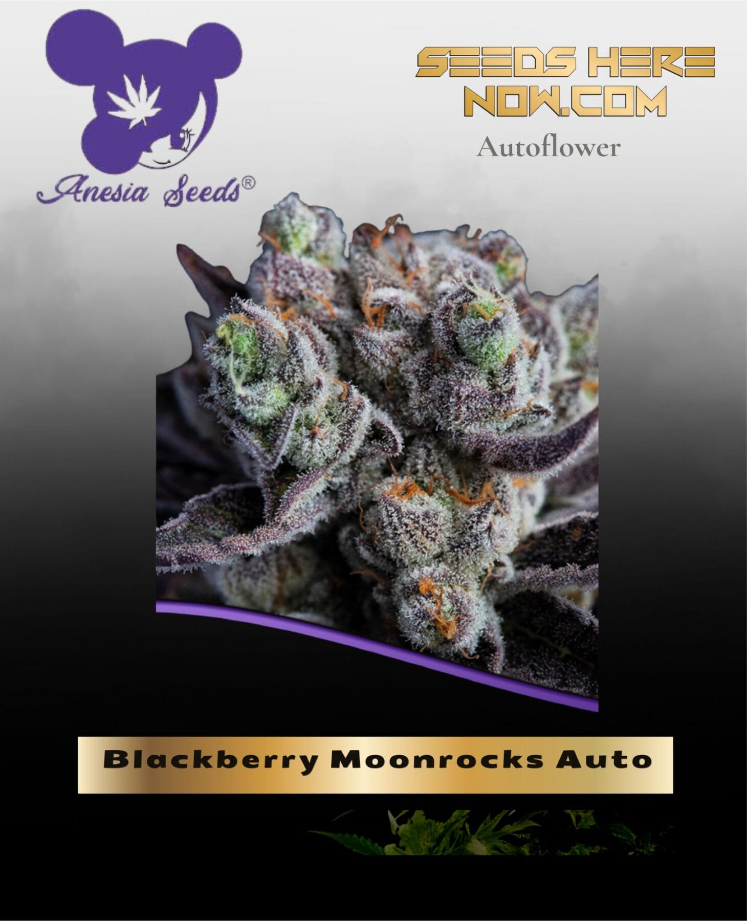 Blackberry Moonrocks Auto Feminized Seeds - Anesia Seeds