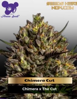 Chimera Cut (Feminized) (space) Anesia Seeds
