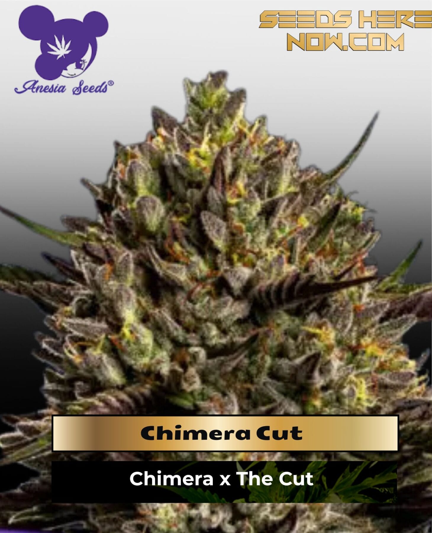 Chimera Cut (Feminized) - Anesia Seeds