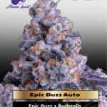 Epic Buzz Auto (Feminized) - Anesia Seeds