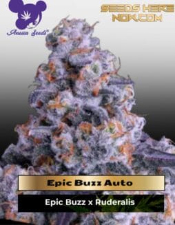 Epic Buzz Auto (Feminized) (space) Anesia Seeds