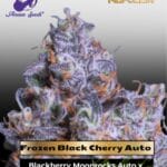 Frozen Black Cherry Auto (Feminized) - Anesia Seeds