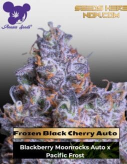 Frozen Black Cherry Auto (Feminized) (space) Anesia Seeds