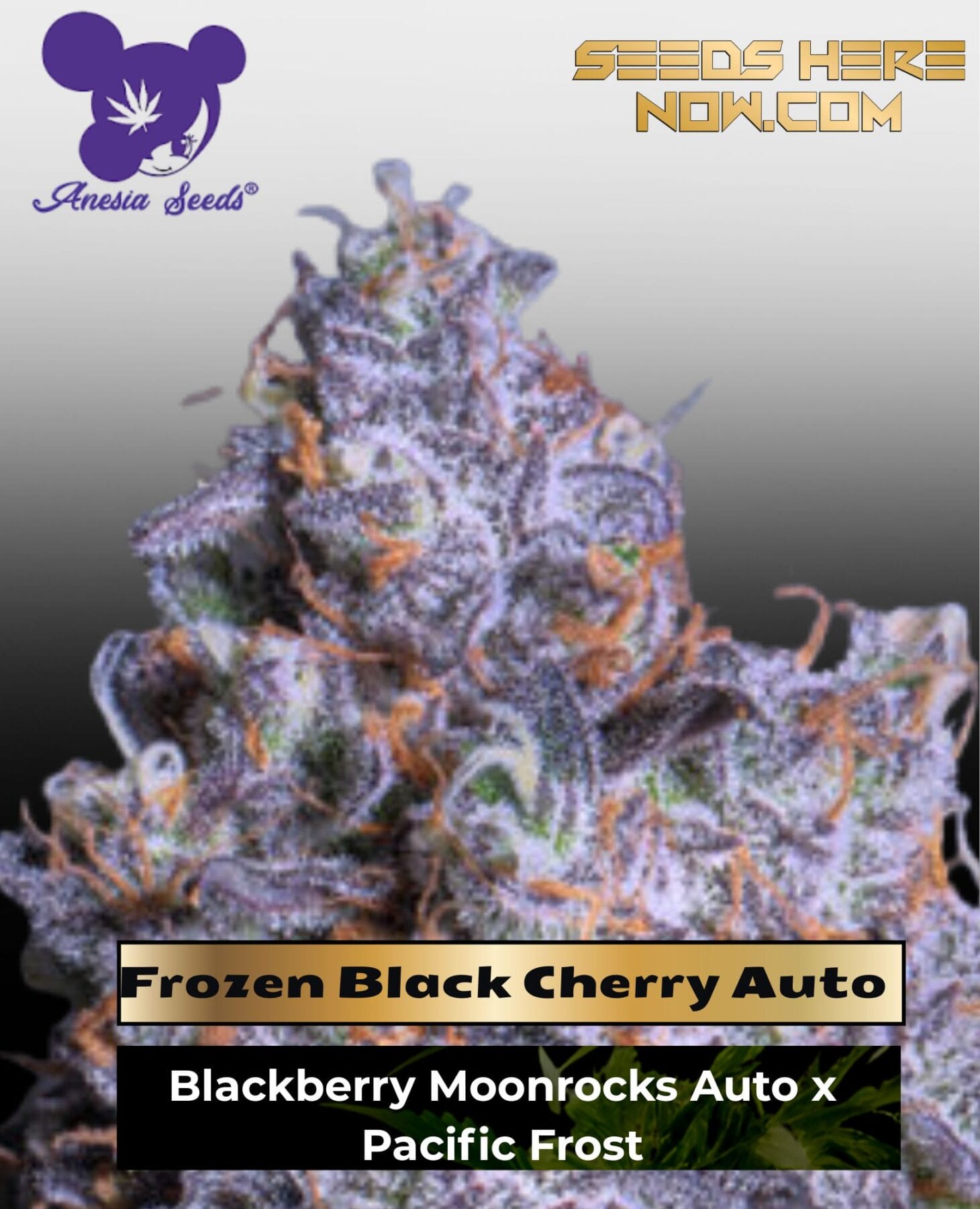 Frozen Black Cherry Auto (Feminized) - Anesia Seeds