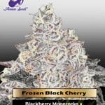 Frozen Black Cherry (Feminized) - Anesia Seeds