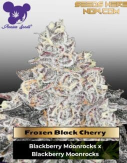 Frozen Black Cherry (Feminized) (space) Anesia Seeds