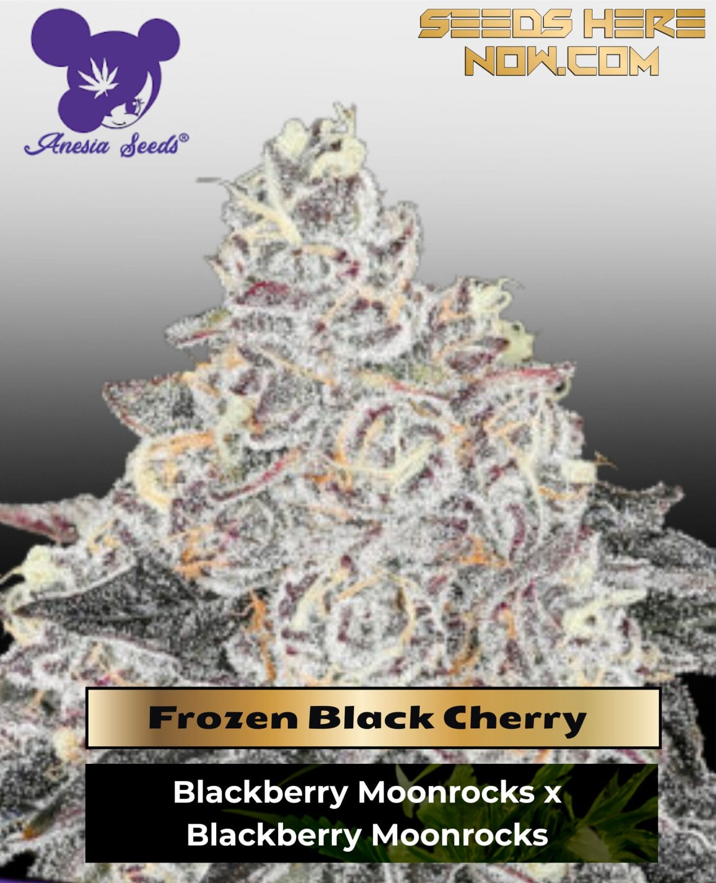 Frozen Black Cherry (Feminized) - Anesia Seeds