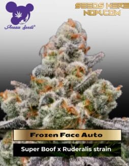 Frozen Face Auto (Feminized) (space) Anesia Seeds