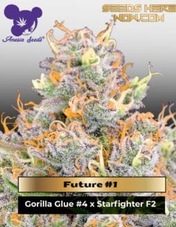 Future #1 (Feminized) (space) Anesia Seeds