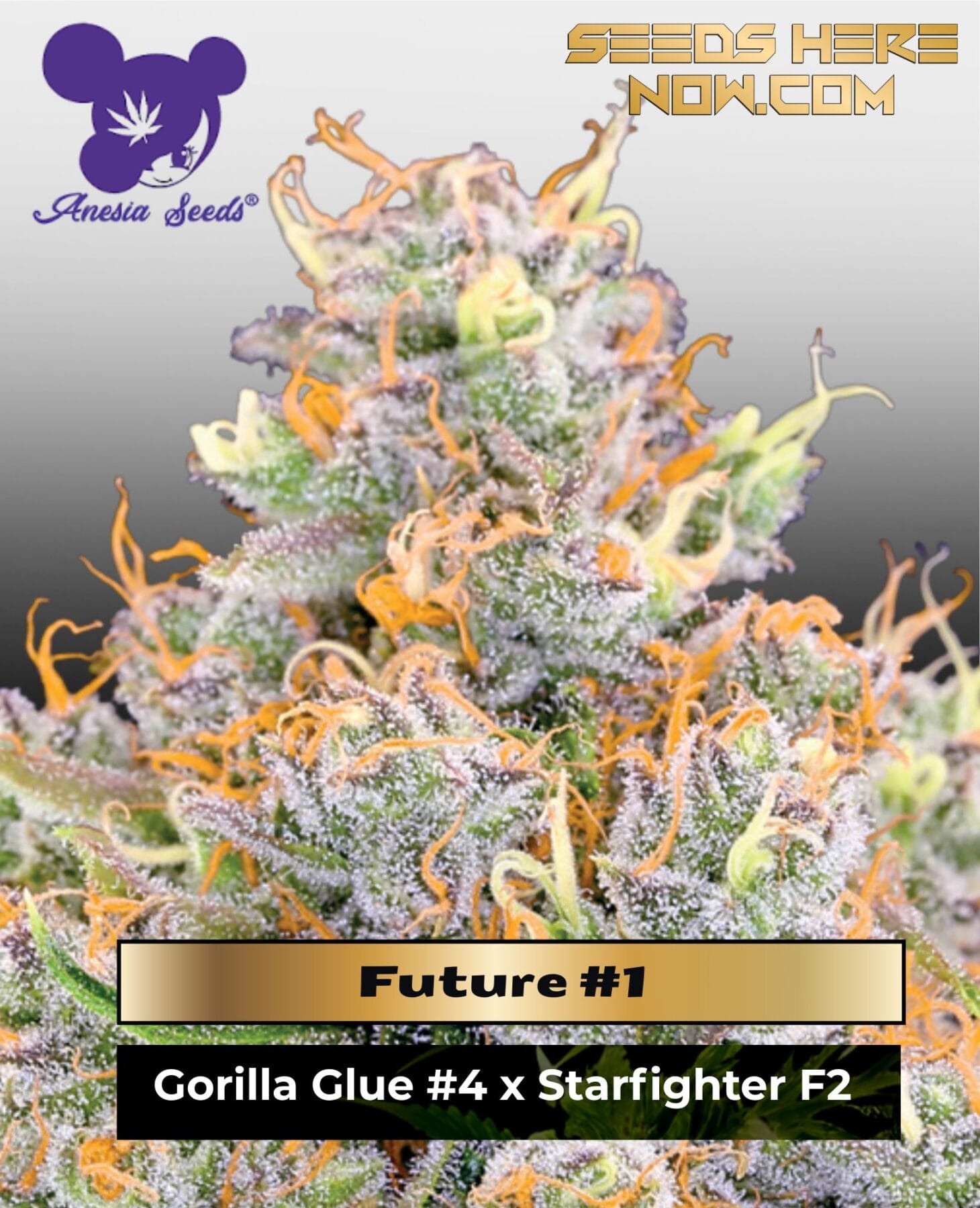 Future #1 (Feminized) - Anesia Seeds