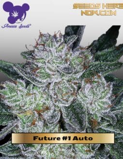 Future #1 Auto (Feminized) (space) Anesia Seeds