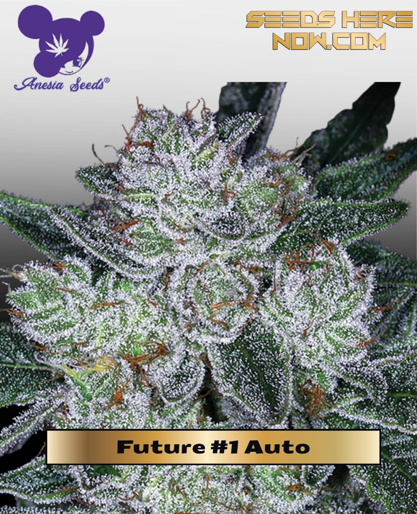 Future #1 Auto (Feminized) - Anesia Seeds