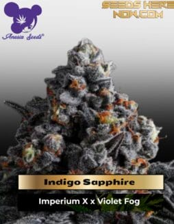 Indigo Sapphire (Feminized) (space) Anesia Seeds