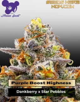 Purple Boost Highness (Feminized) (space) Anesia Seeds