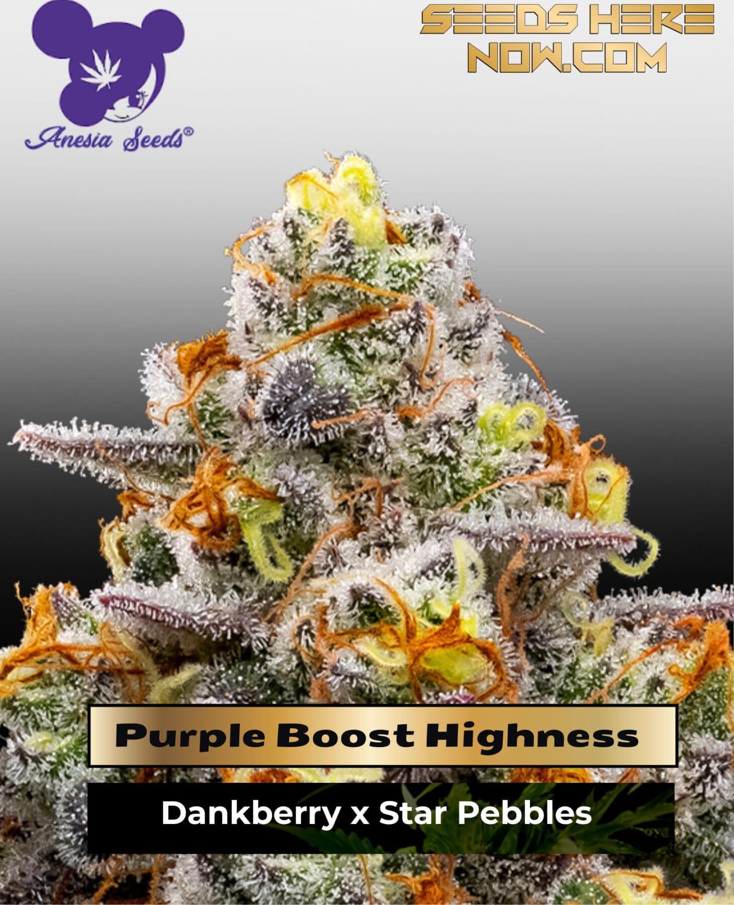 Purple Boost Highness (Feminized) - Anesia Seeds