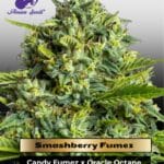 Smashberry Fumez (Feminized) - Anesia Seeds