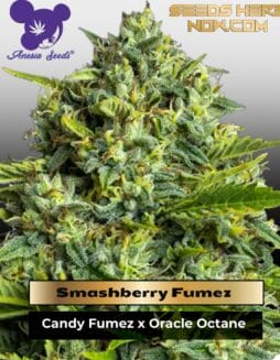 Smashberry Fumez (Feminized) (space) Anesia Seeds