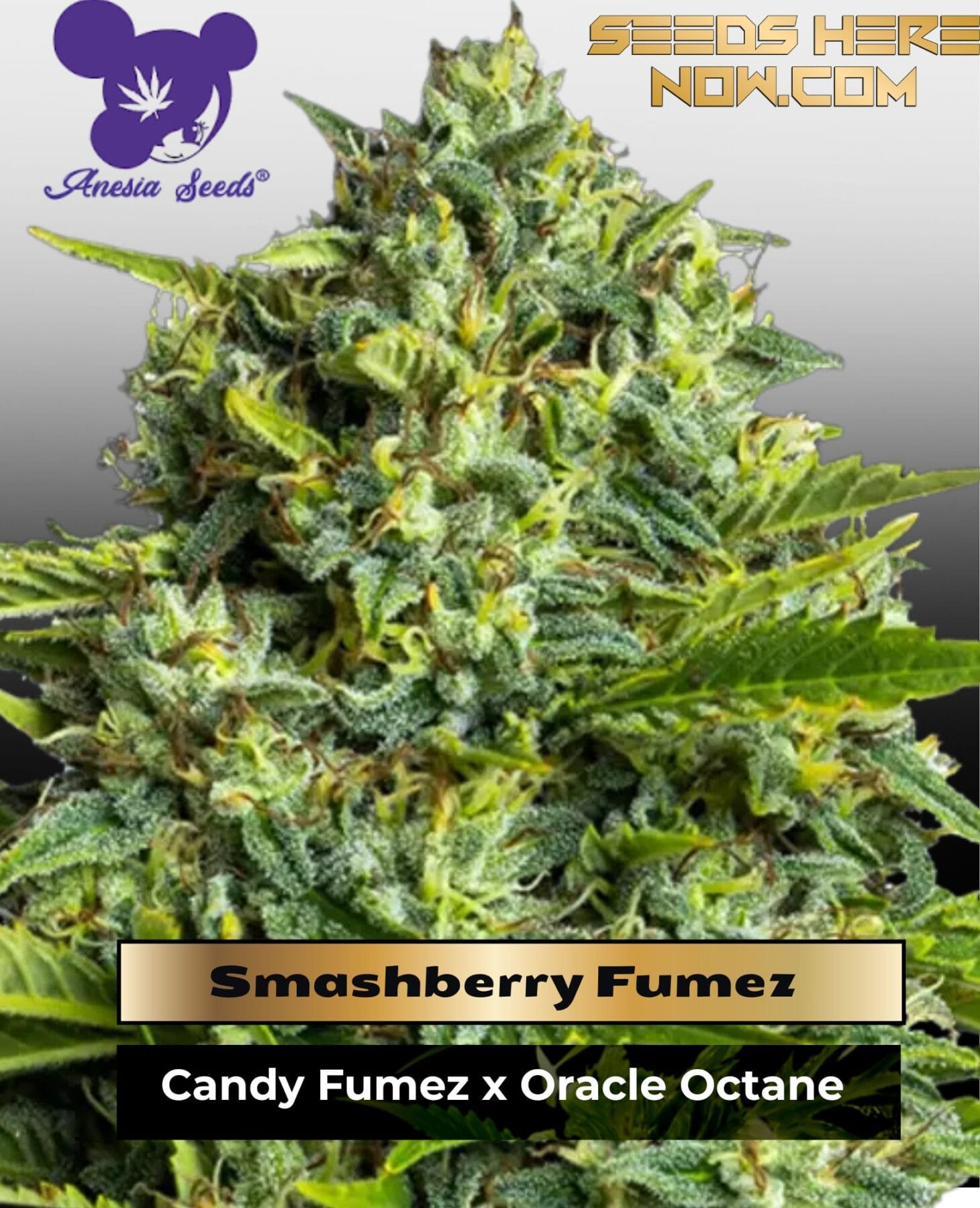 Smashberry Fumez (Feminized) - Anesia Seeds