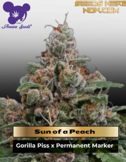 Sun of a Peach (Feminized) (space) Anesia Seeds