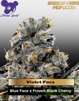 Violet Face Feminized Seeds (space) Anesia Seeds