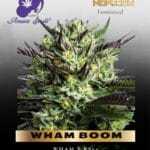 WHAM BOOM (Feminized) - Anesia Seeds