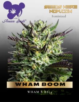 WHAM BOOM (Feminized) (space) Anesia Seeds
