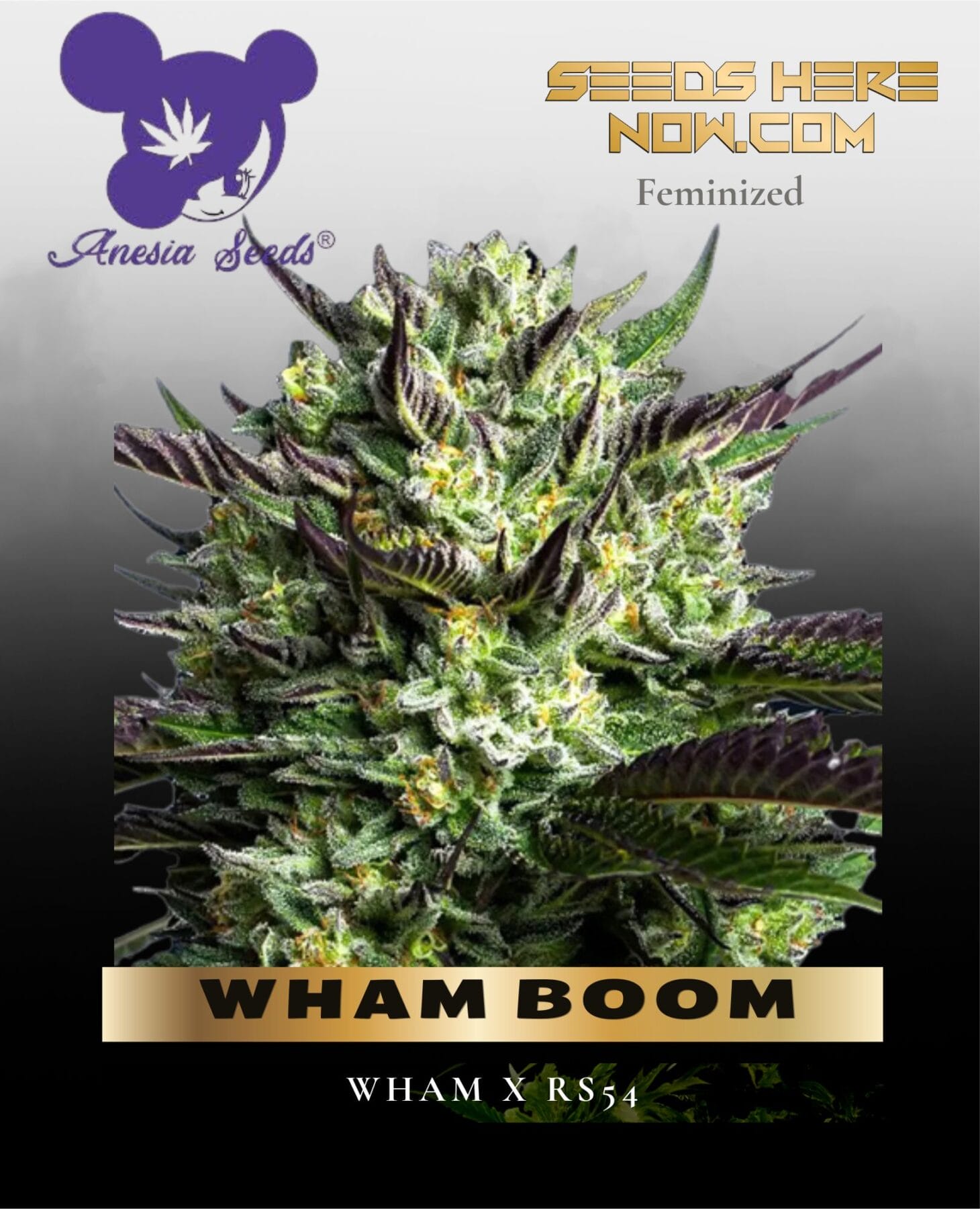 WHAM BOOM (Feminized) - Anesia Seeds