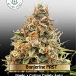 Banjerine FAST Feminized Seeds - Atlas Seed