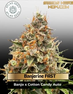 Banjerine FAST Feminized Seeds (space) Atlas Seed