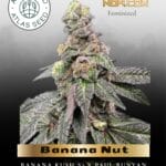 Banana Nut Bread (Feminized) - Atlas Seed