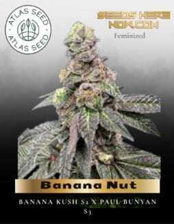 Banana Nut Bread Feminized Seeds (space) Atlas Seed