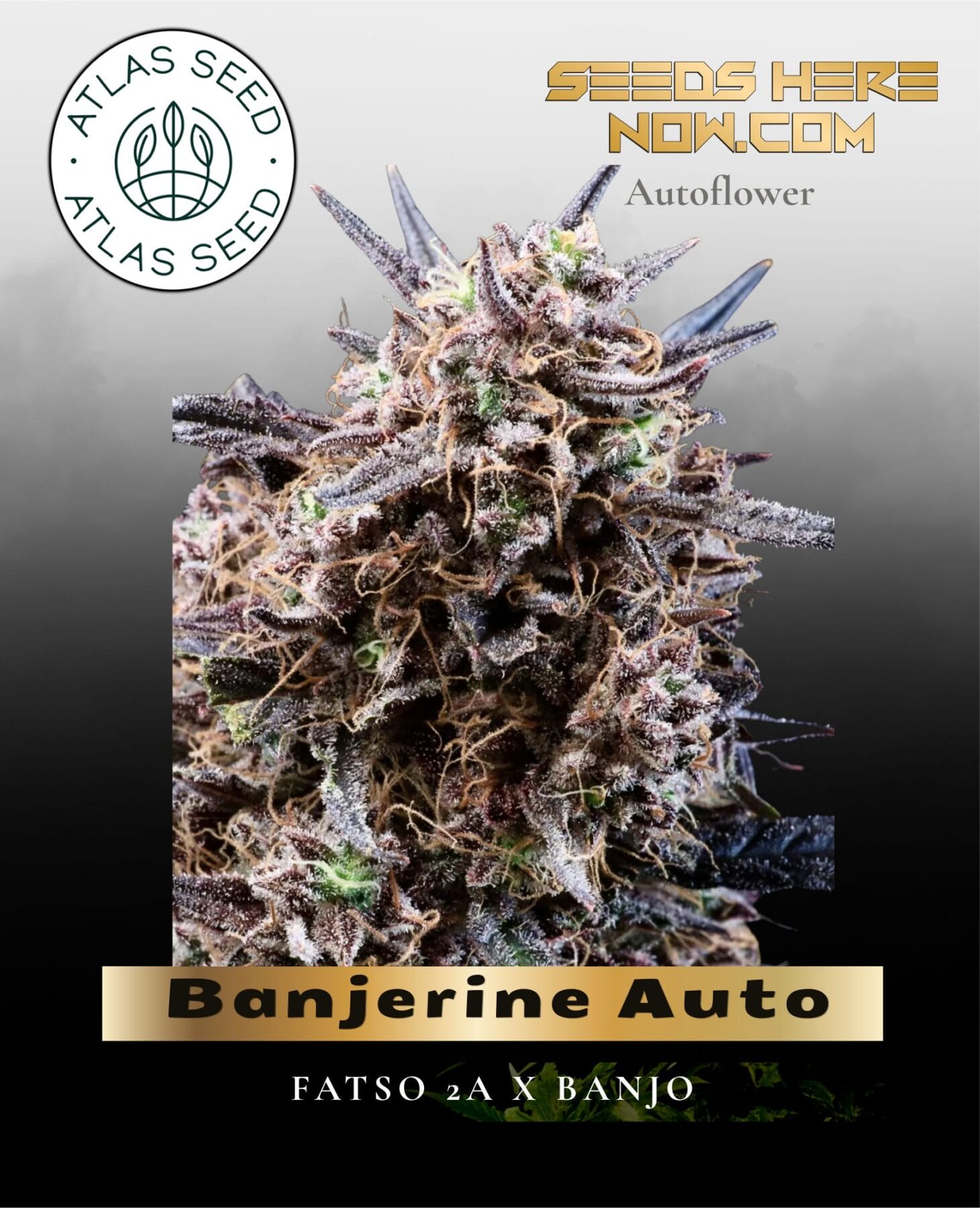 Banjerine Auto Feminized Seeds - Atlas Seed